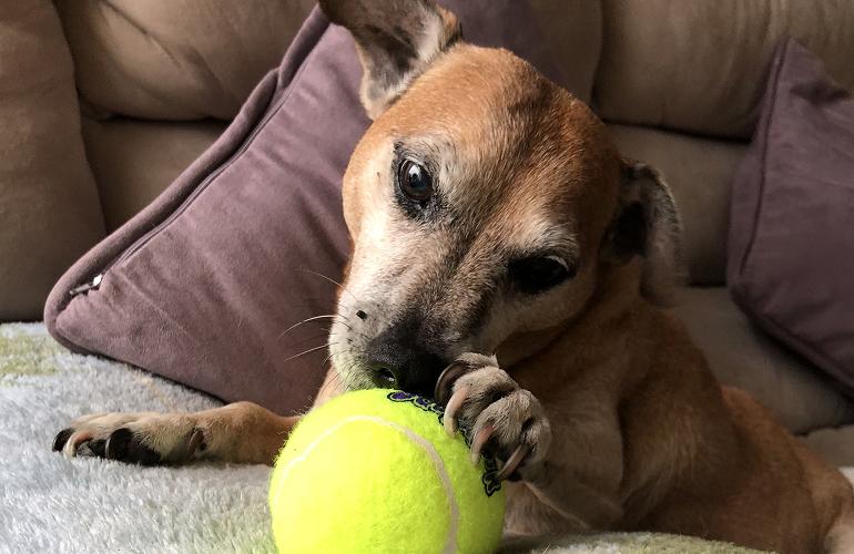 Jordan’s beloved pet, Bruno